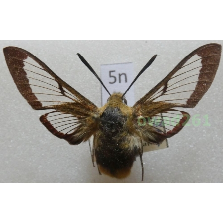 Hemaris fuciformis (Linnaeus, 1758) Czech5n